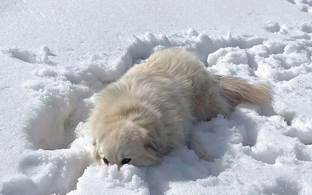 Hiking with Dogs in Winter