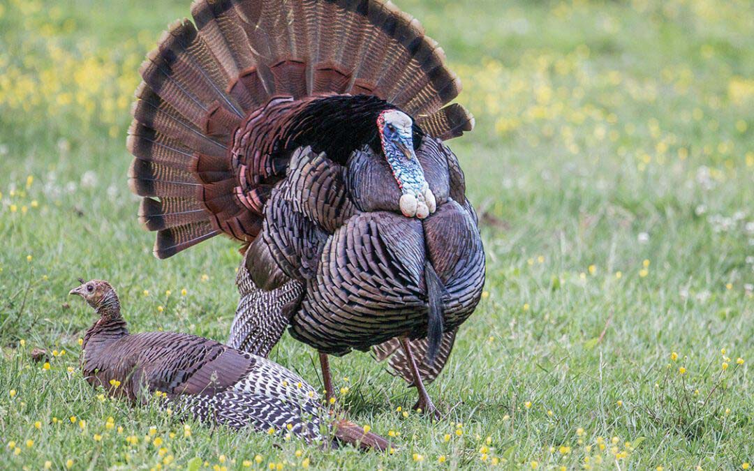 Our Wild Turkey