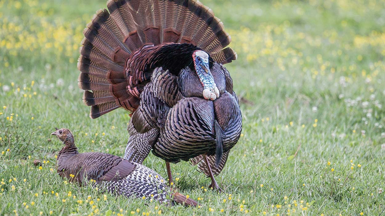 ed-boos-turkeys.jpg