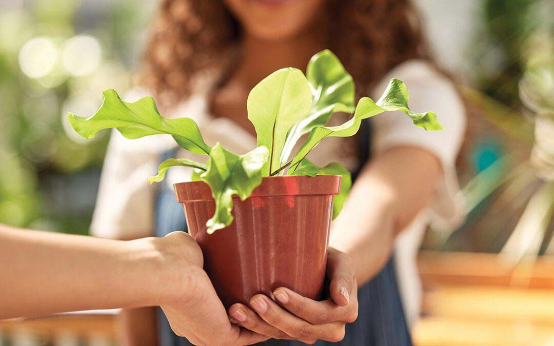 Cultivating Thankfulness