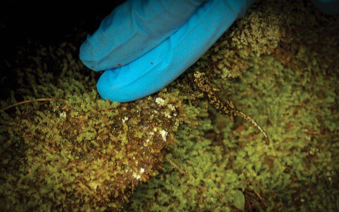 Greens on Your Grounds