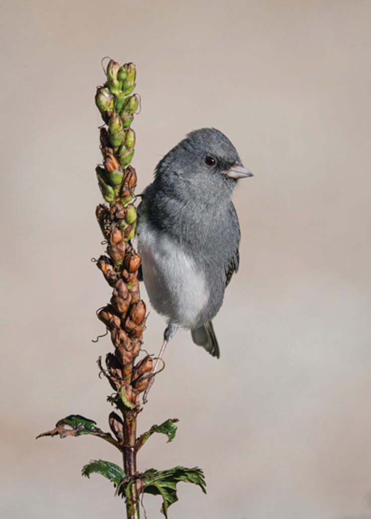 highlands-audubon-Junco
