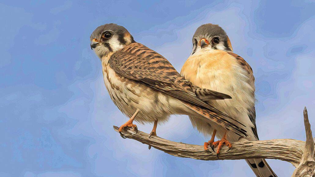 highlands-audubon-Kestrel