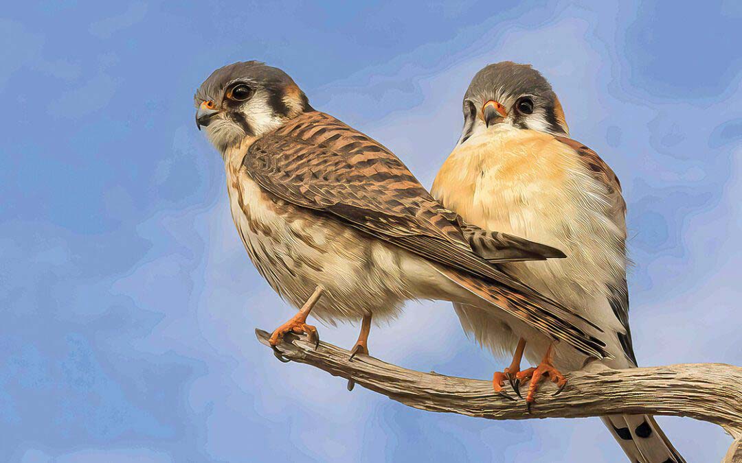 Canaries in the Mine