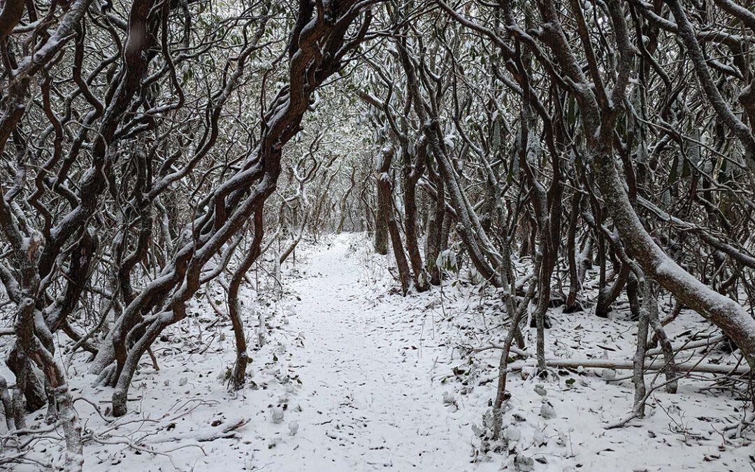 Watching Woods Fill Up With Snow
