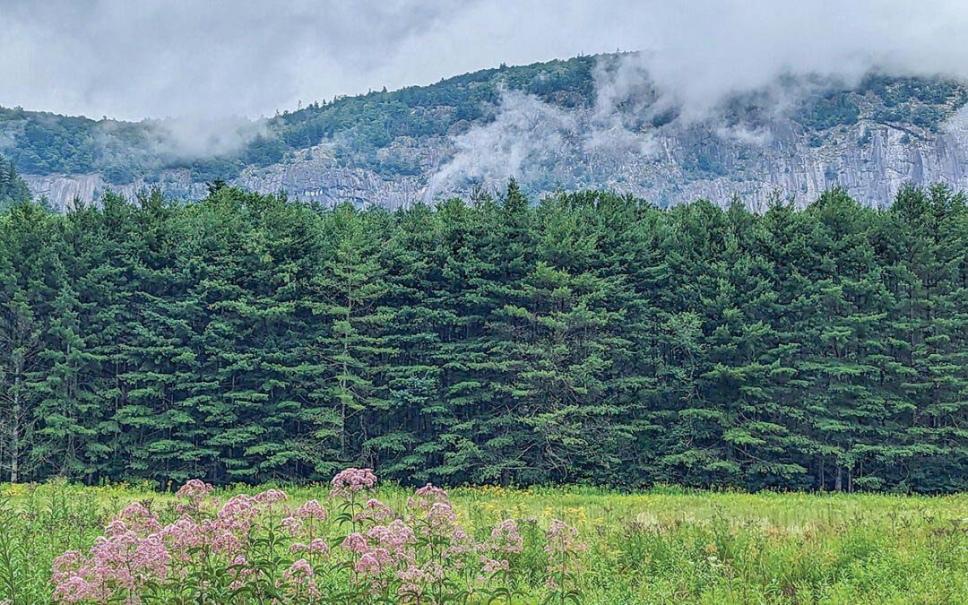 Protecting Horse Cove