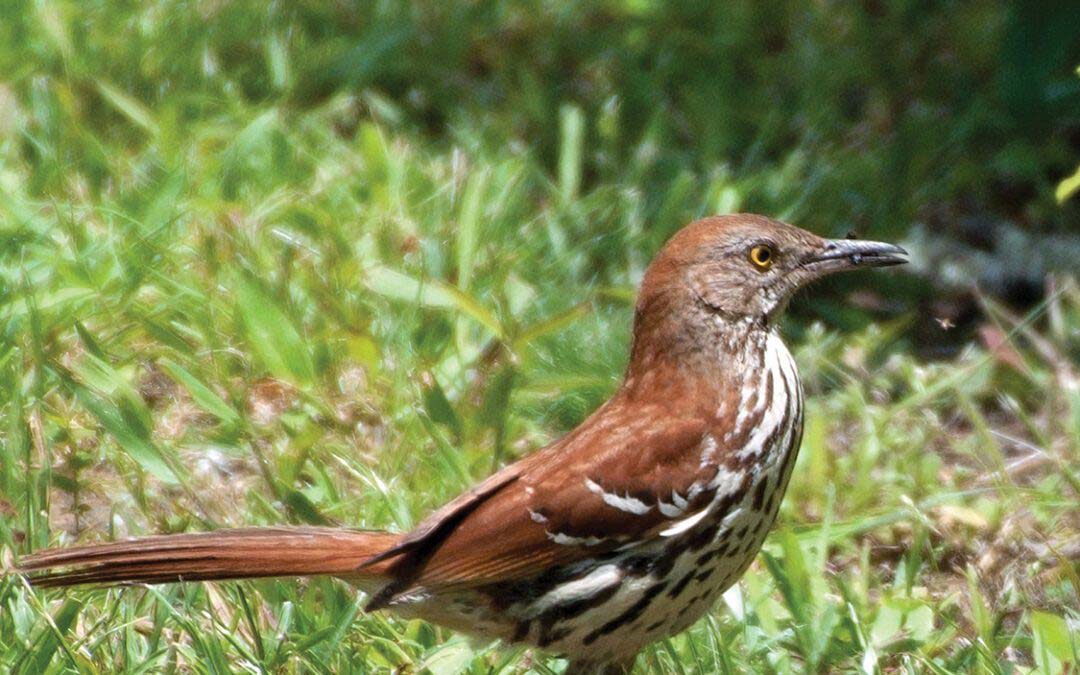 Living Up to  Their Name