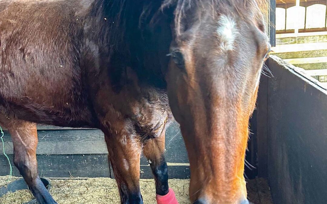 highlands-nc-carpe-diem-farms-Daniel-the-Horse-Carpe Diem