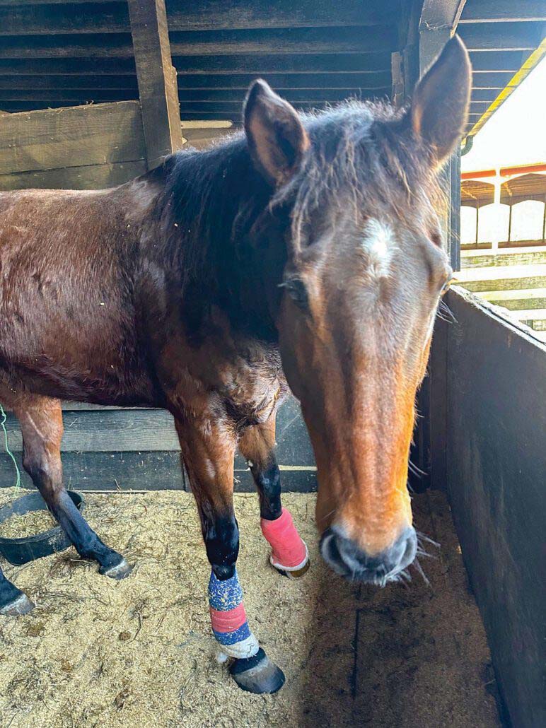 highlands-nc-carpe-diem-farms-Daniel-the-Horse-Carpe Diem