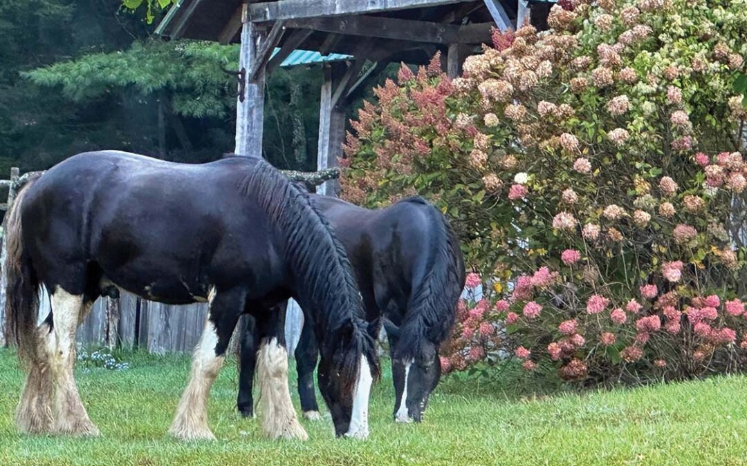 highlands-nc-carpe-diem-farms-Journey-Kaleb