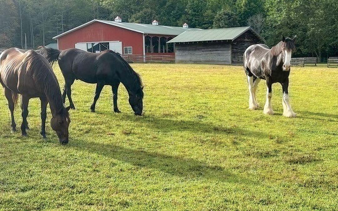 highlands-nc-carpe-diem-farms-three-horses