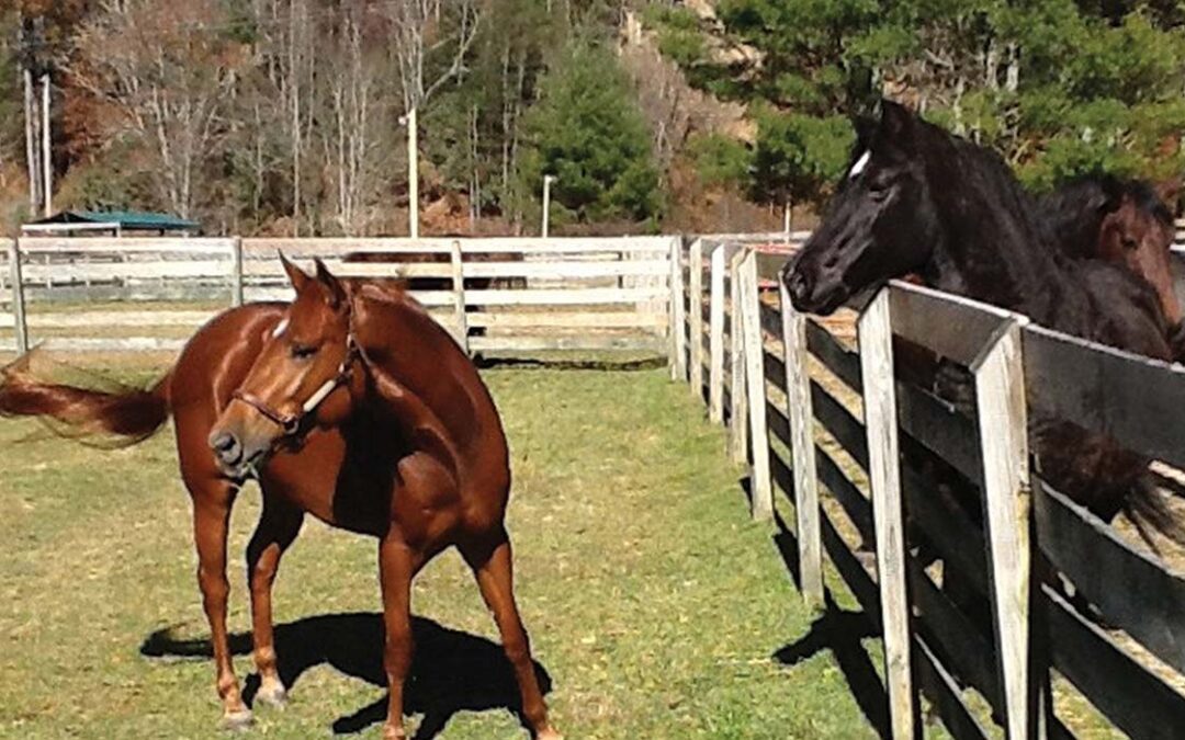 highlands-nc-carpe-diem-mercedes