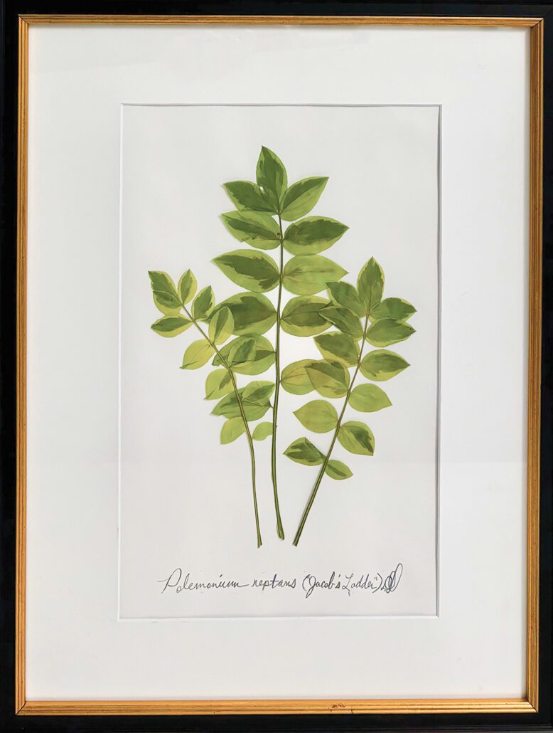 highlands-nc-southern-botanics-stem