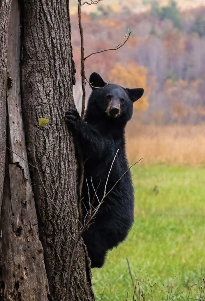 march-cover-fred-crawford-bear