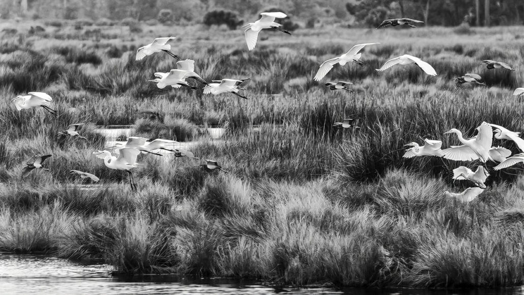 march-cover-fred-crawford-birds-grey