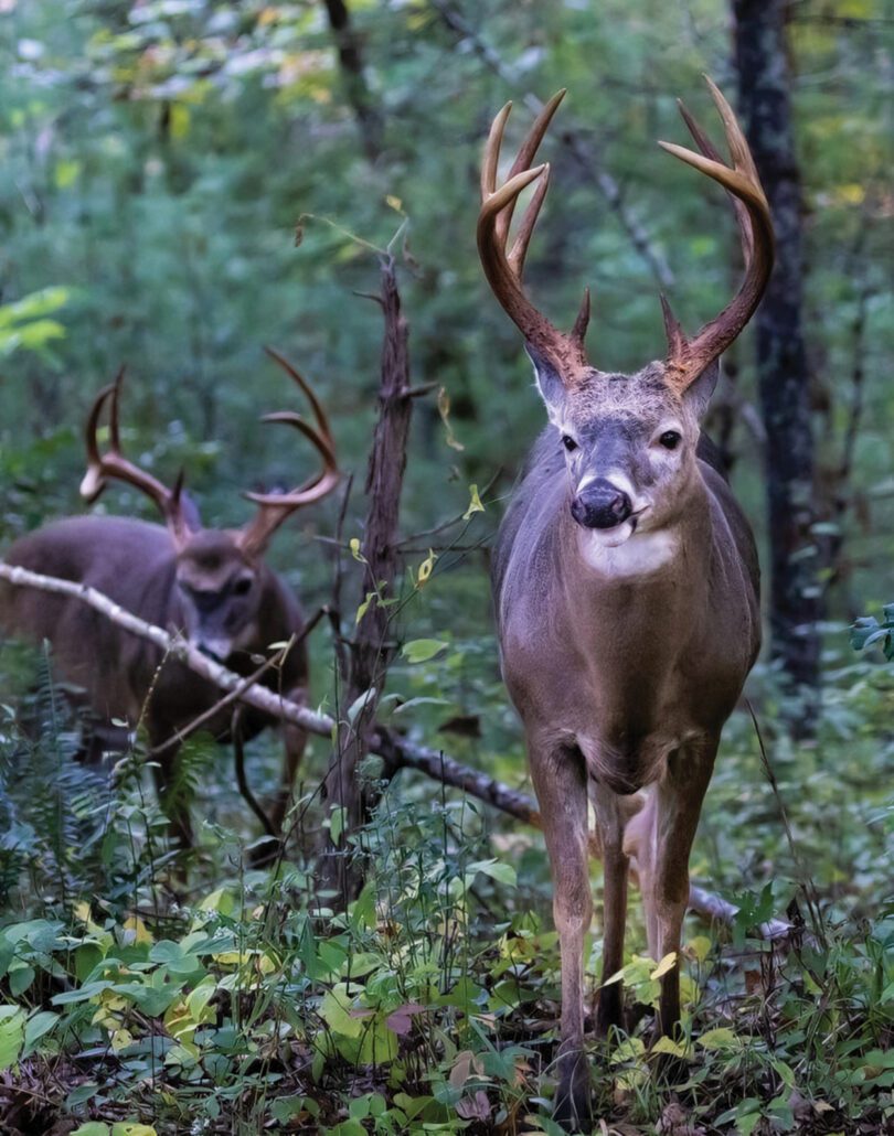march-cover-fred-crawford-dear