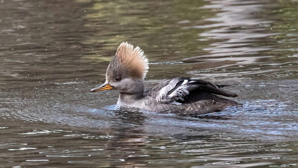 march-cover-fred-crawford-ducks