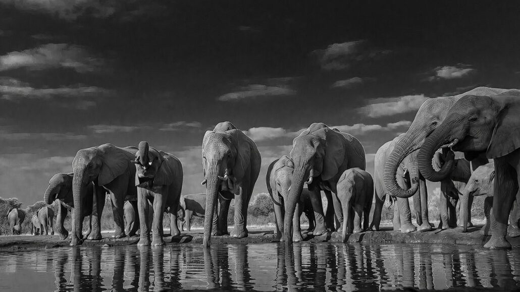 march-cover-fred-crawford-elephants