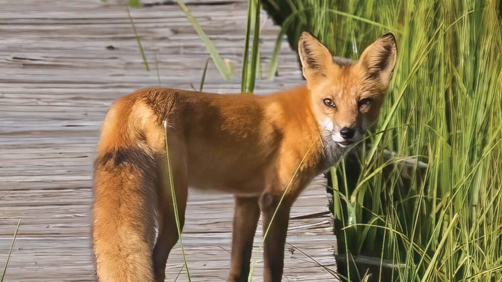 march-cover-fred-crawford-fox