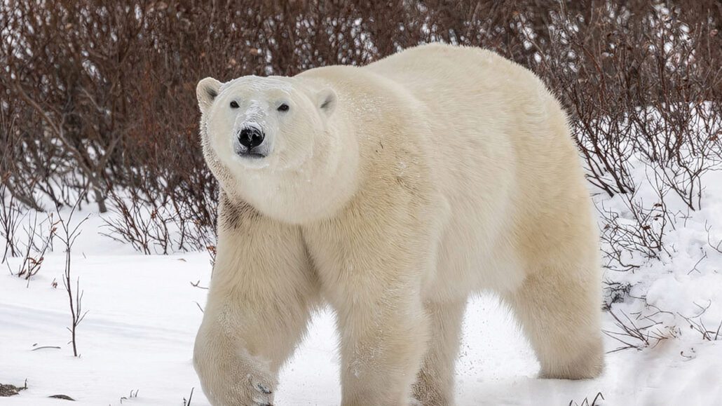 march-cover-fred-crawford-white-bear