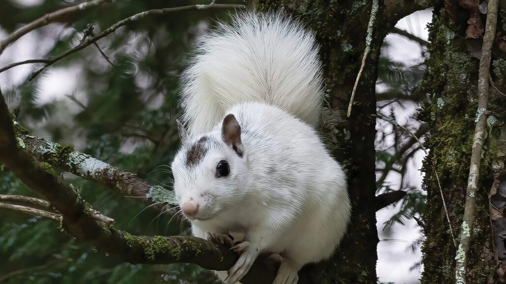 march-cover-fred-crawford-white-squirrel