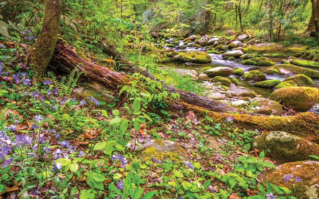 Fly-Fishing  In Spring