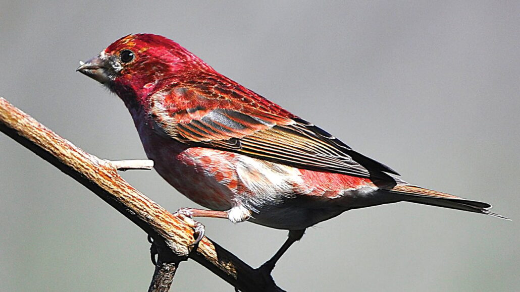 The-Purple-Finch-highlands-audubon