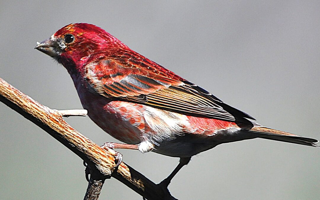 The Purple Finch