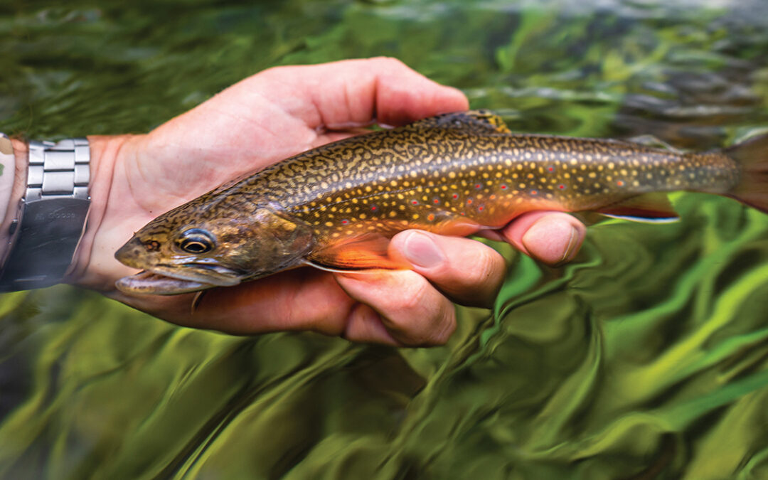 Brookies in the Blue Lines