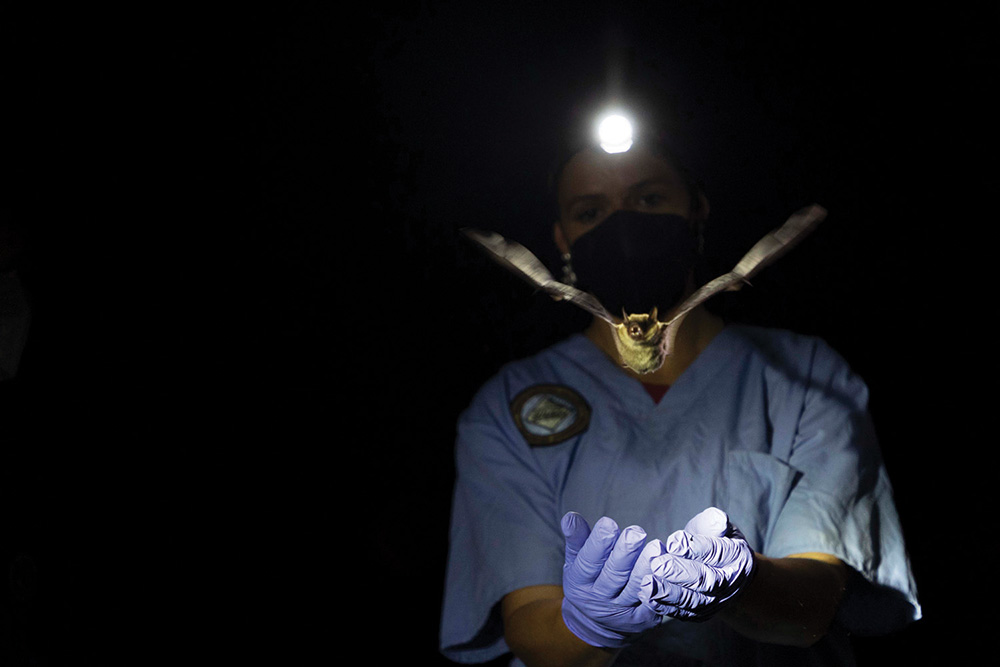 highlands-biological-station-zahner-series-dr-rada-petric-bats