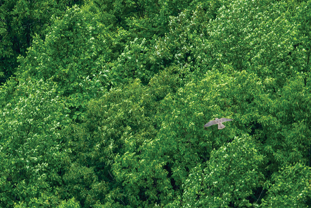 highlands-nc-Whiteside-Perrigne-in-flight-green-mountain