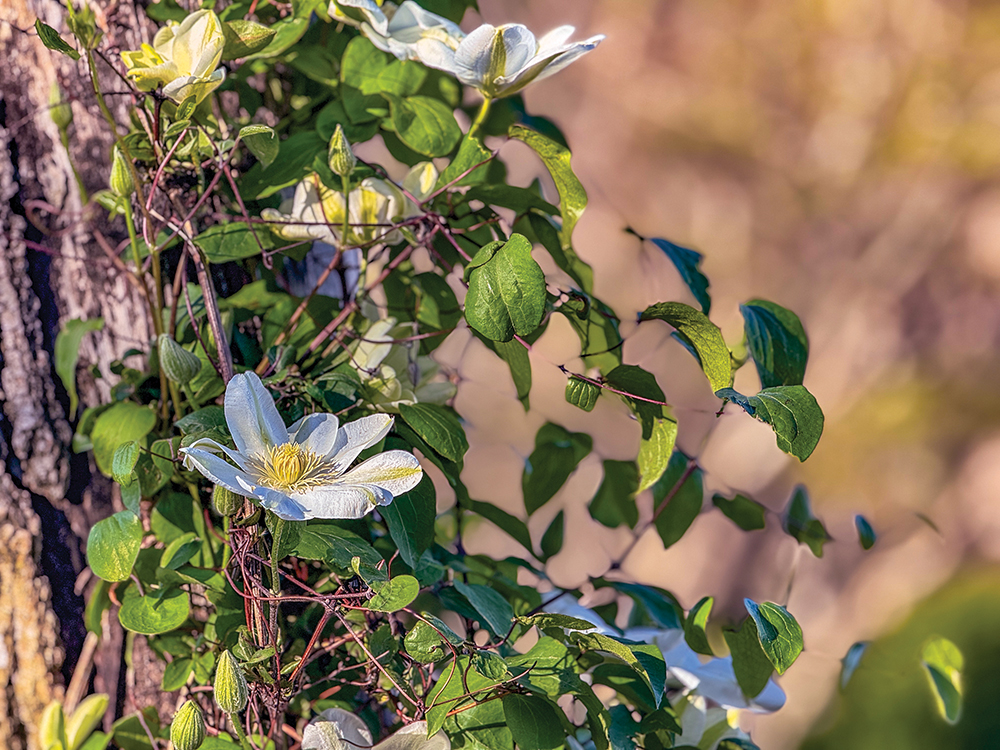 highlands-nc-greenway-flowers