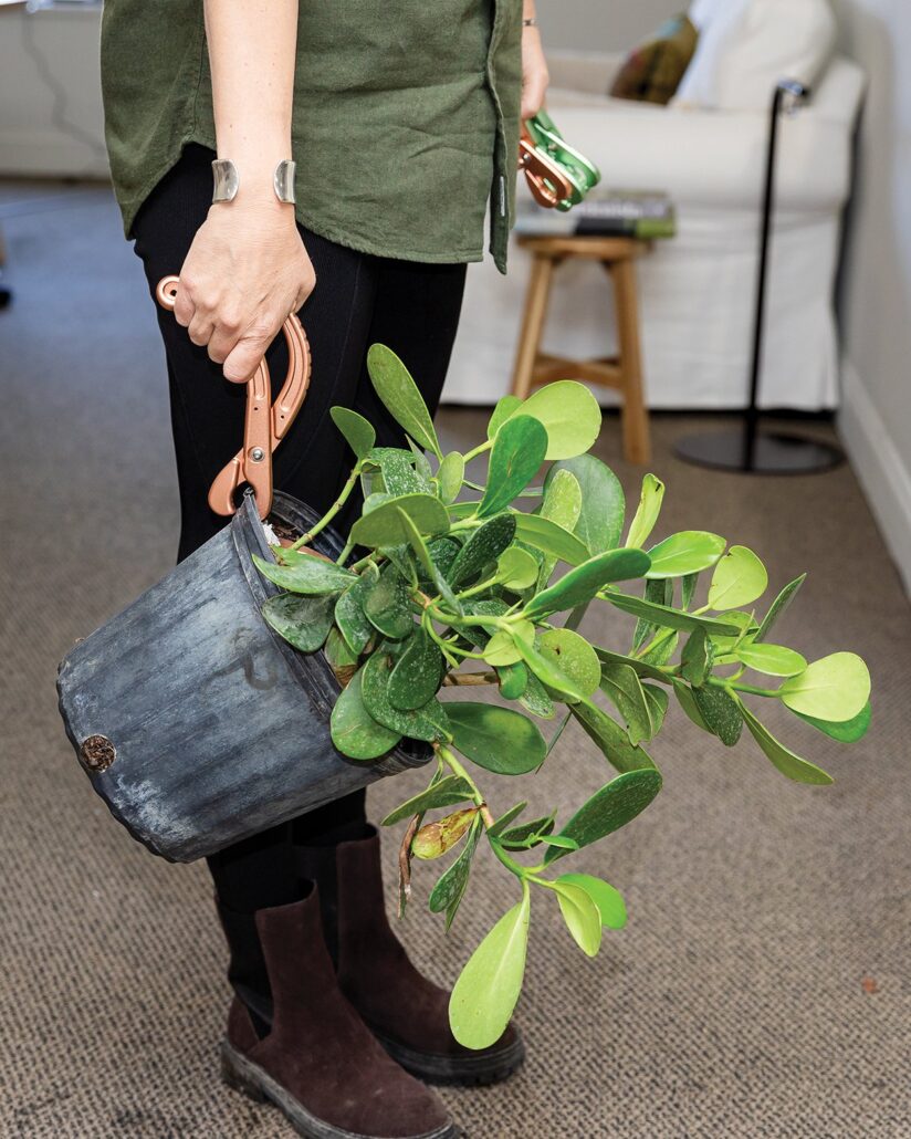 highlands-nc-hagen-binder-tool-plant