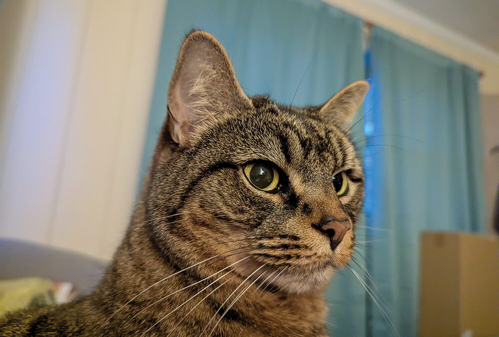 My Kitty Cat Cuddle Bug