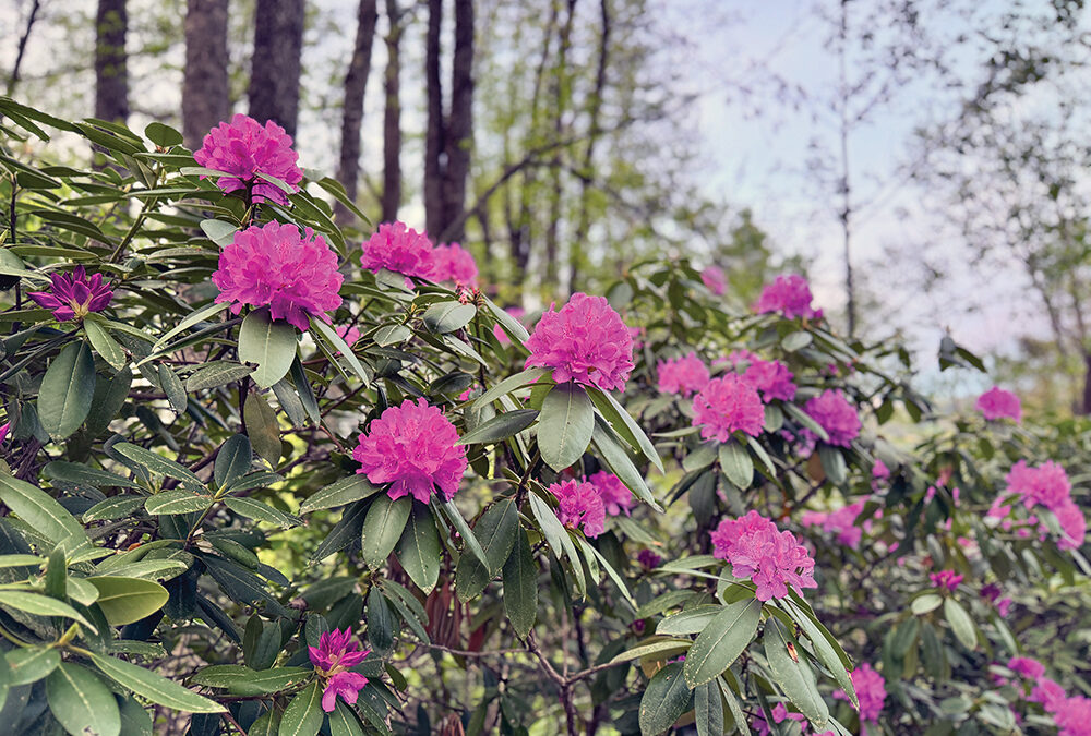 The Joy of Gardening