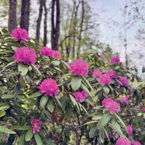 highlands-nc-rhododendrum