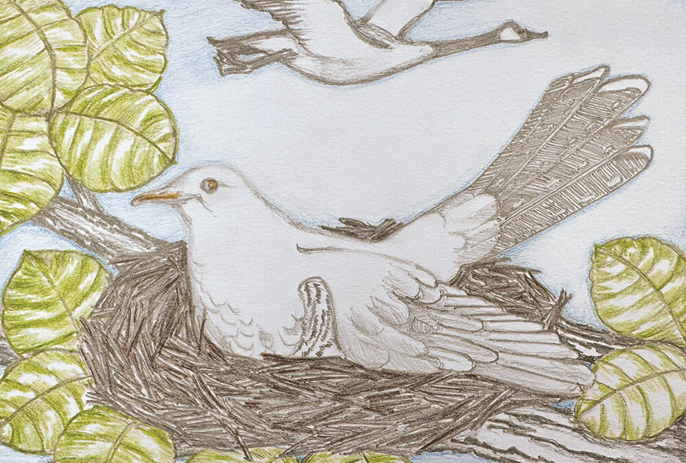 An Asylum of Cuckoos