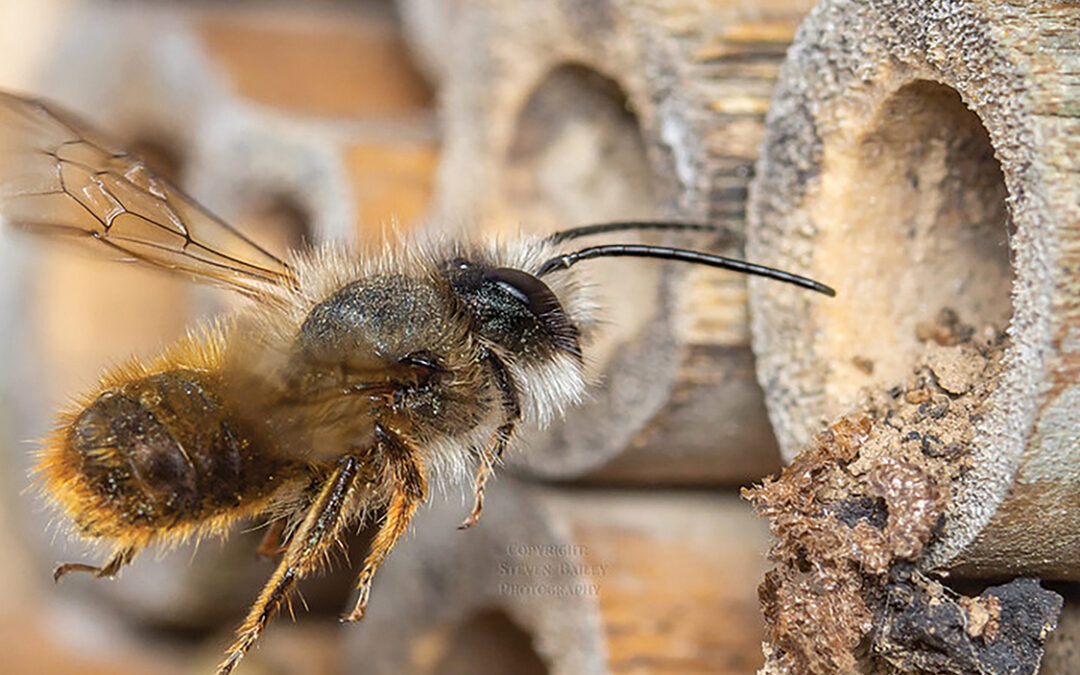 Our Busy Little Friends