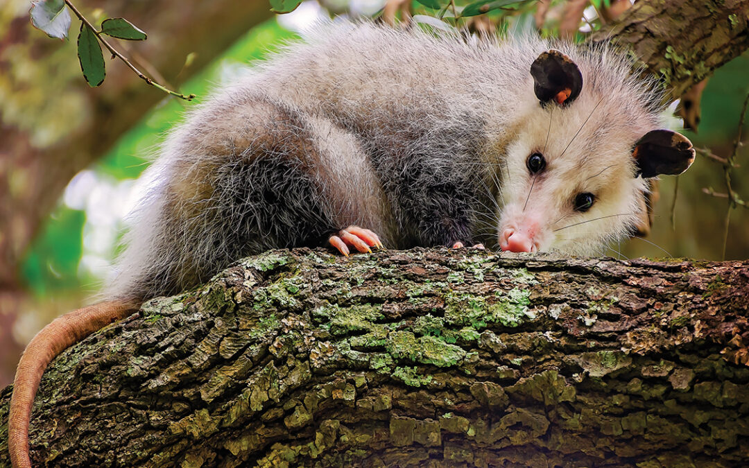 Ode to the Opossum