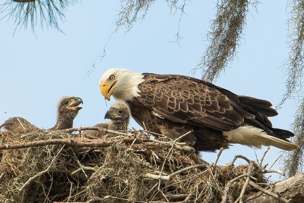 On Wings Like Eagles