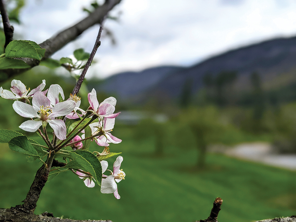 highlands-cashiers-nc-land-trust-apple-tree