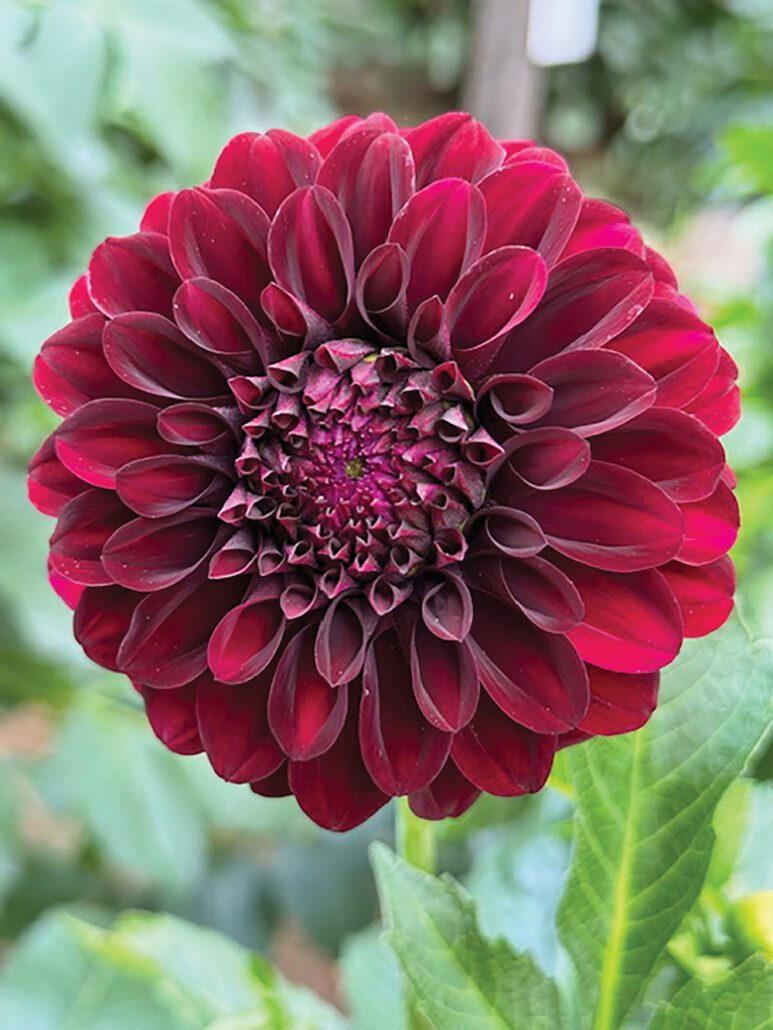 highlands-nc-Soirée-red-dahlia-Lisa_Dailey