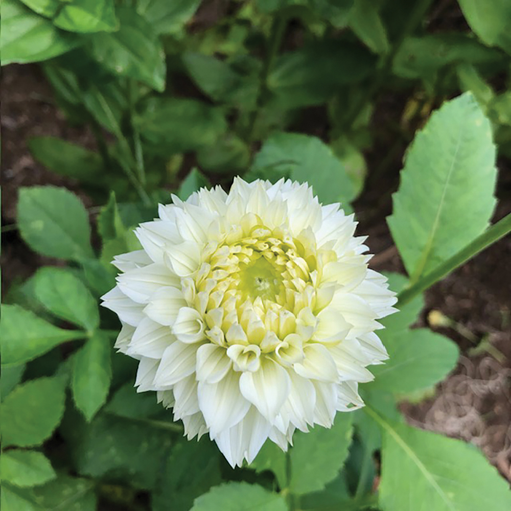 highlands-nc-Soirée-white-dahlia-Lisa-Dailey