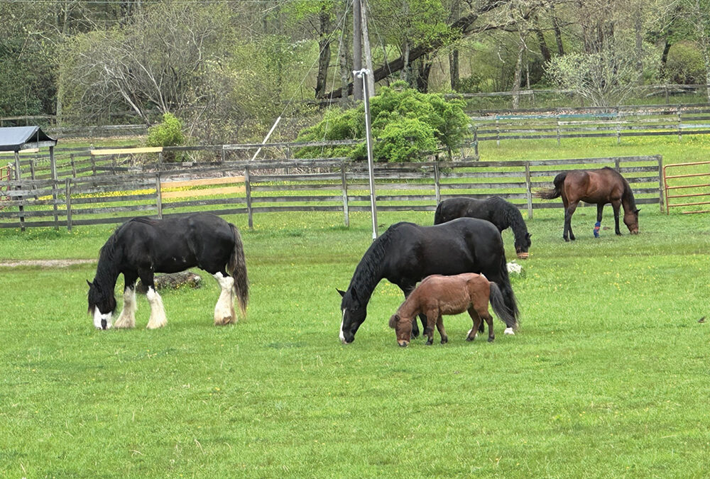 highlands-nc-carpe-diem-farms