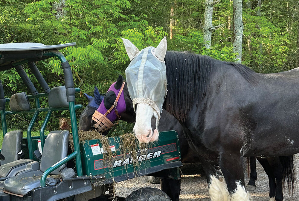 highlands-nc-carpe-diem-farms-fly-mask