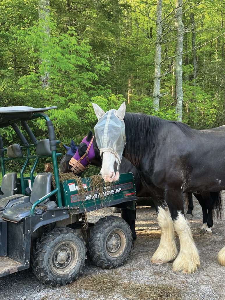 highlands-nc-carpe-diem-farms-fly-mask