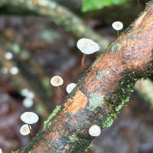 Bartram-Trail-mushrooms