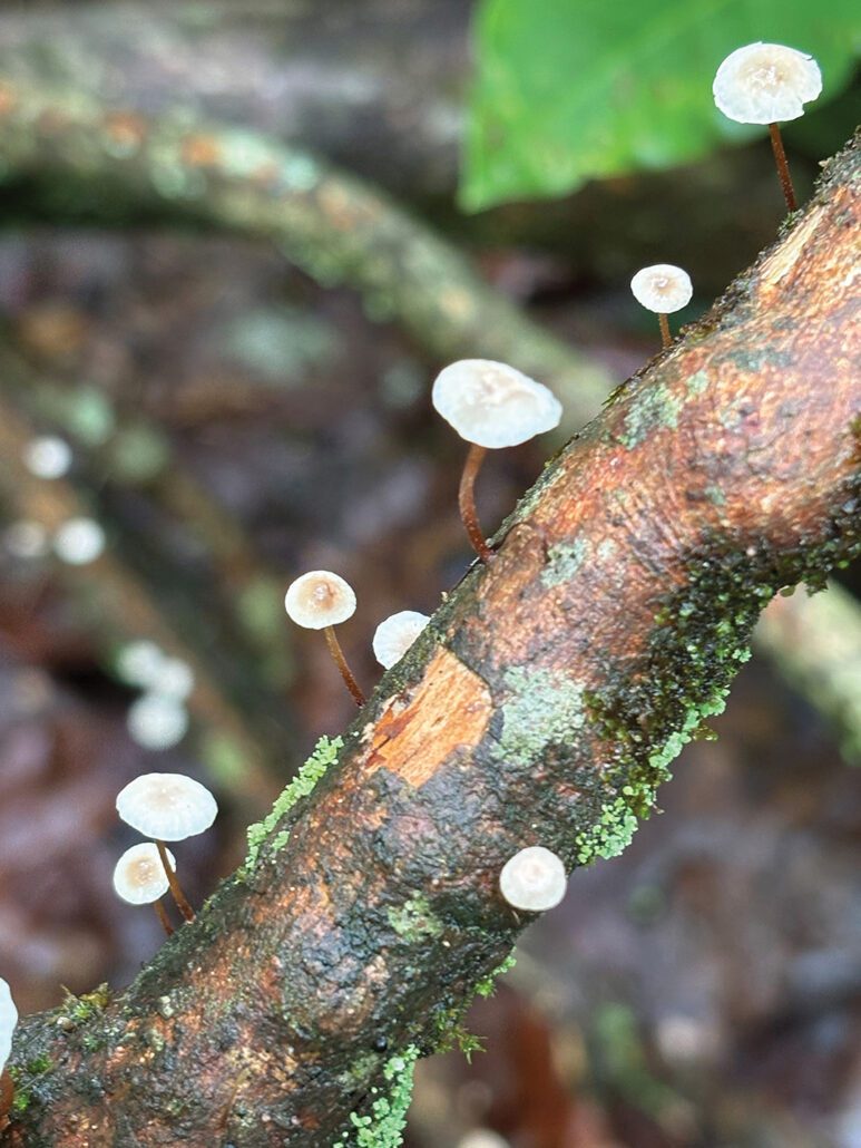 Bartram-Trail-mushrooms