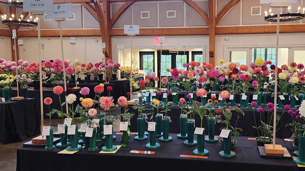 cashiers-nc-carolina-dahlia-festival