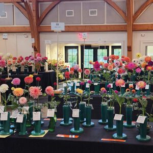 cashiers-nc-carolina-dahlia-festival
